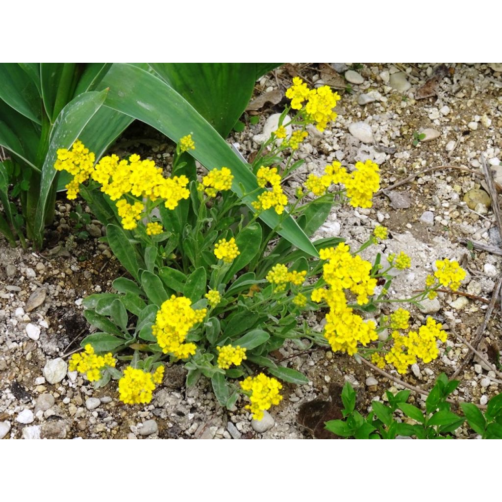 Etalement obtenu en un an