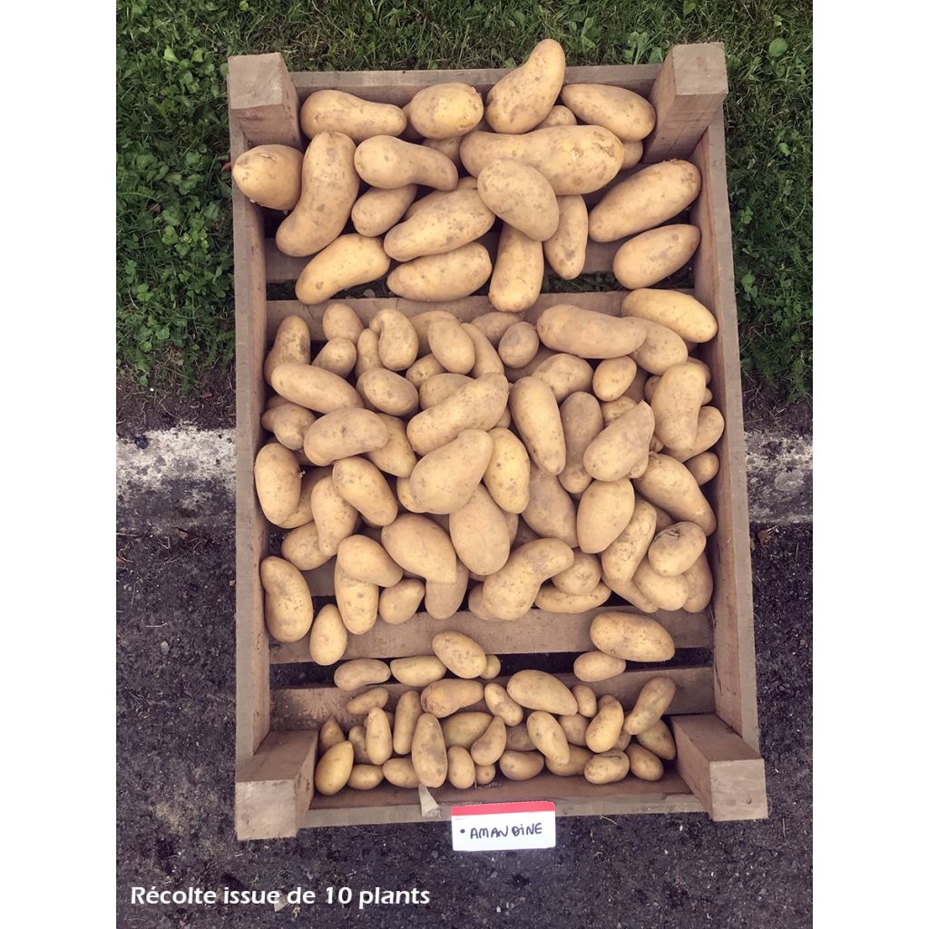 Aardappel Amandine