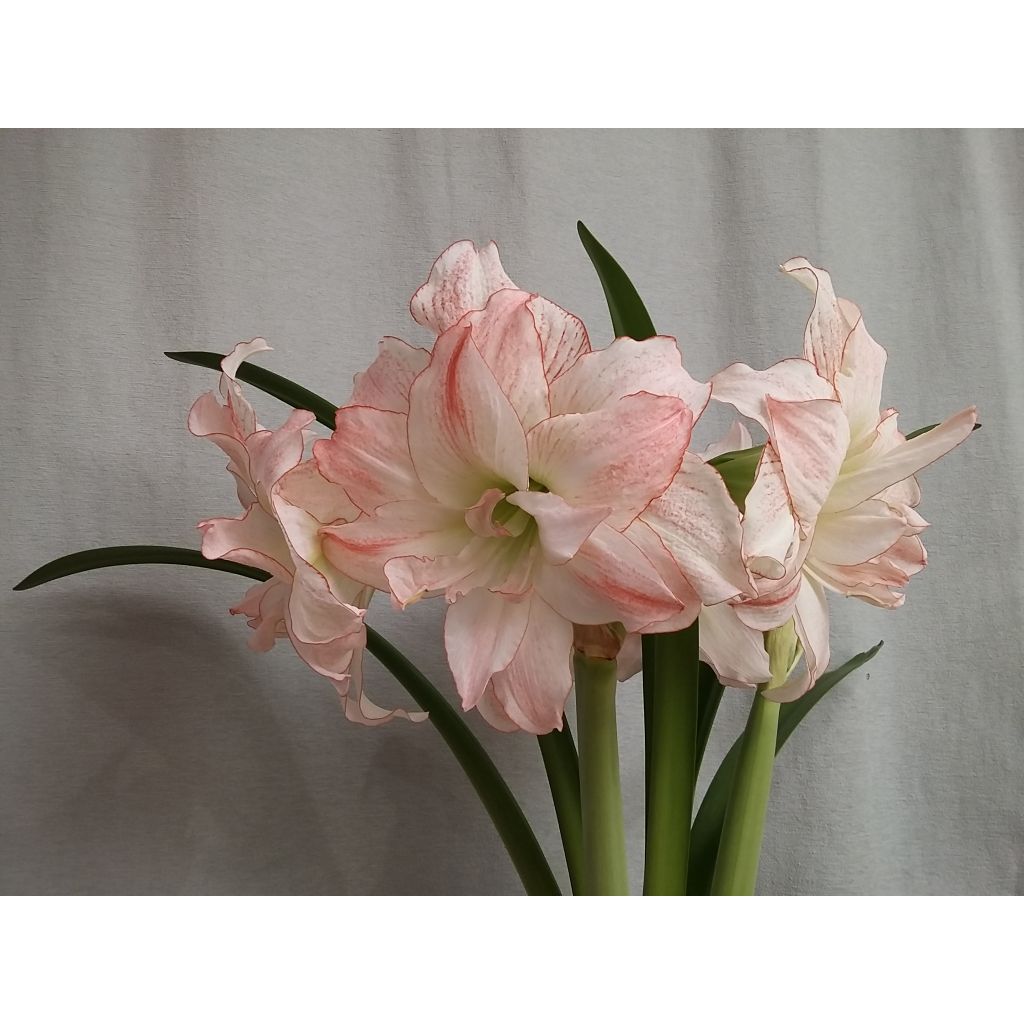 Amaryllis Double Aphrodite