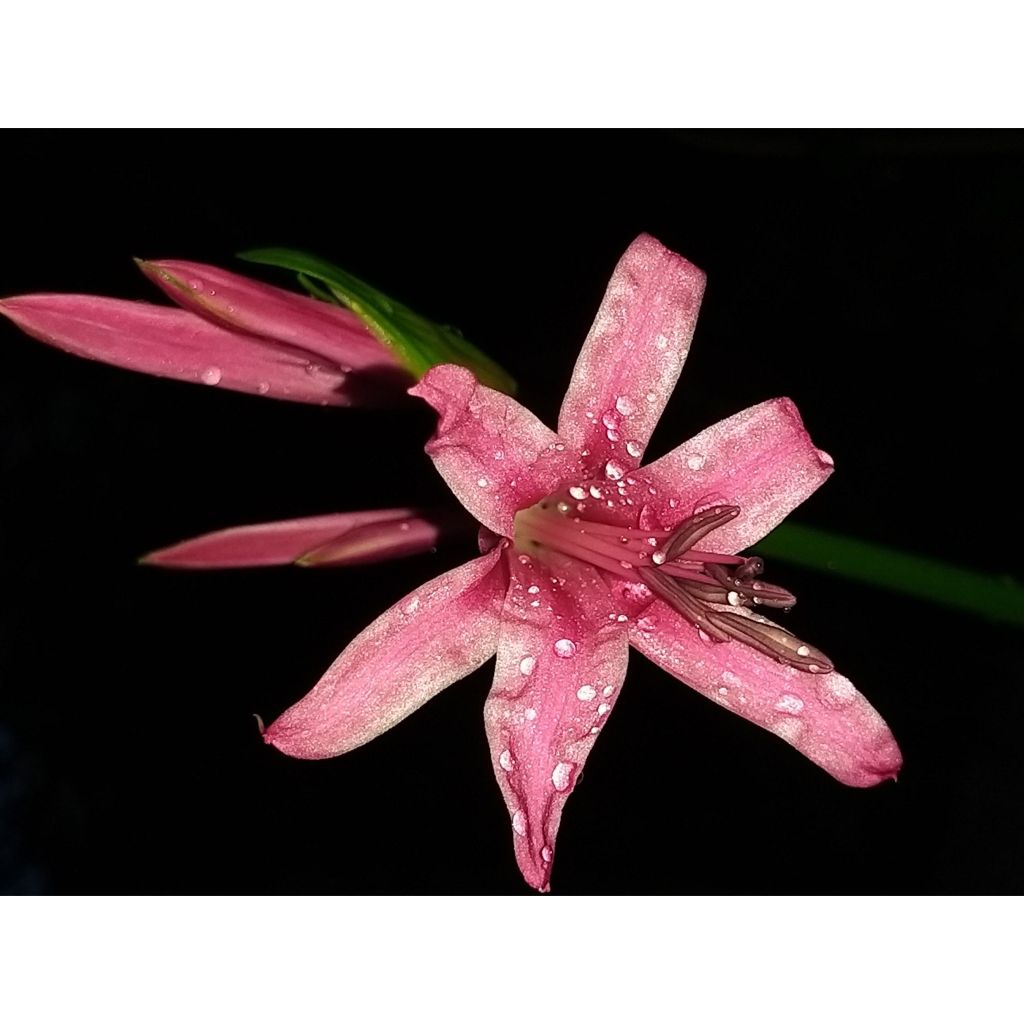 Amarine belladiva Aphrodite