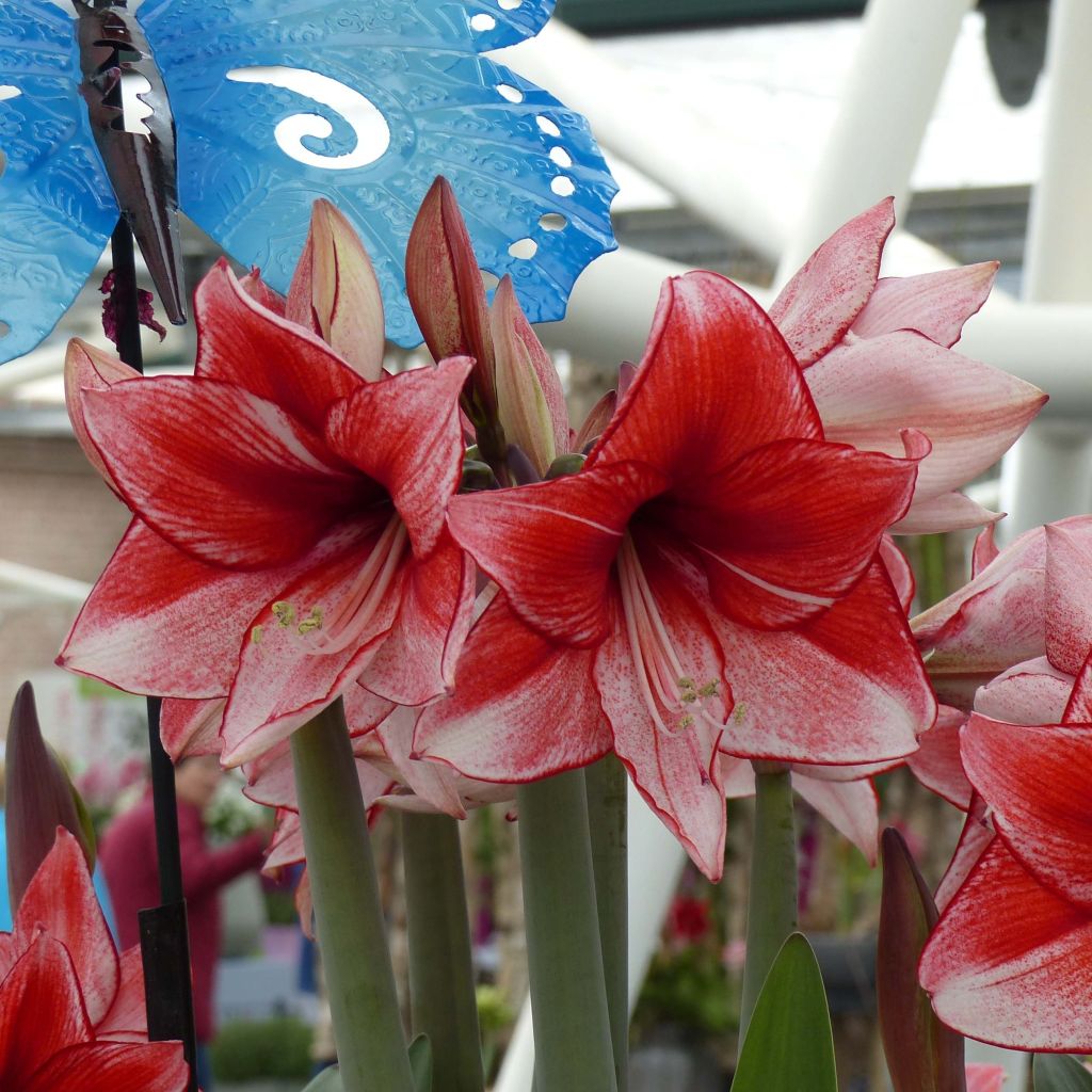 Amaryllis Charisma - Hippeastrum