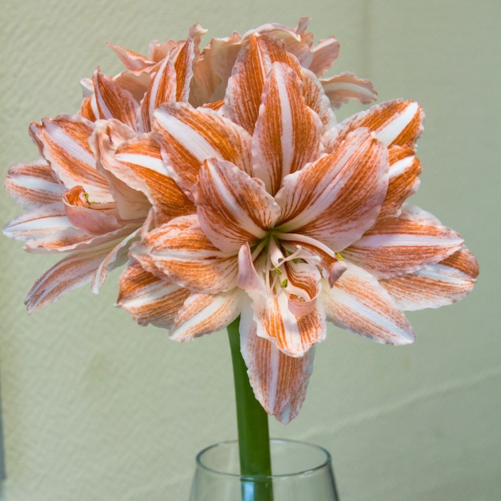 Amaryllis Dancing Queen - Hippeastrum