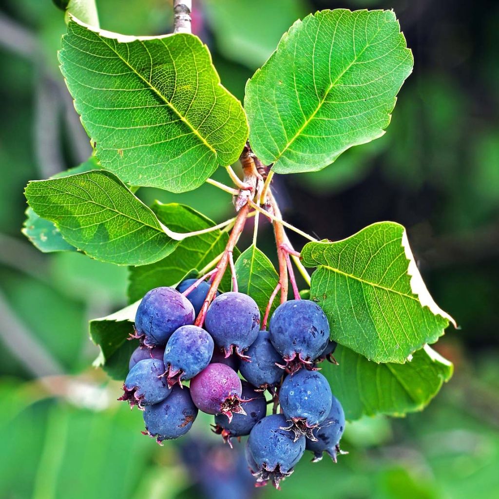 Krentenboompje Saskatoon Berry