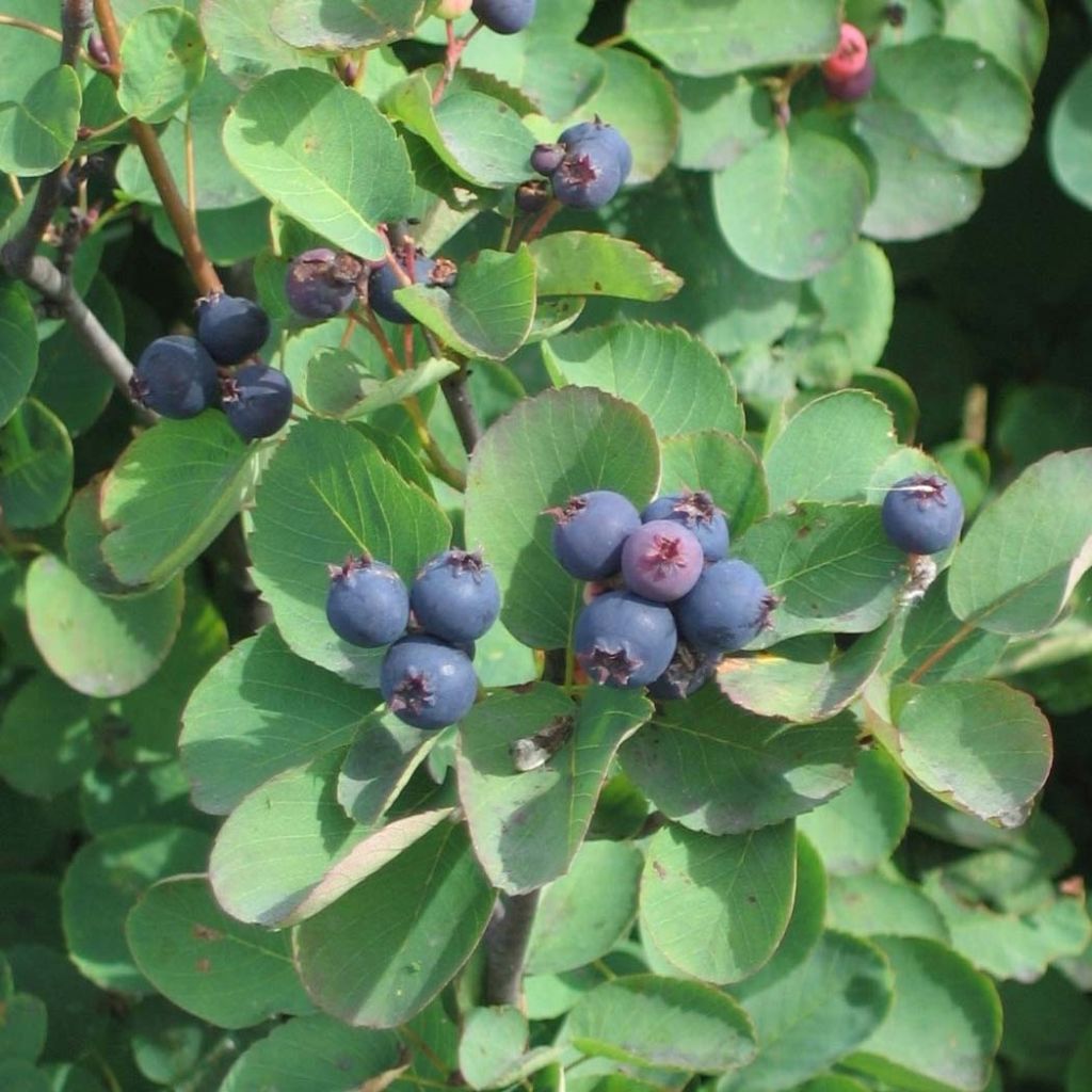 Krentenboompje Saskatoon Berry