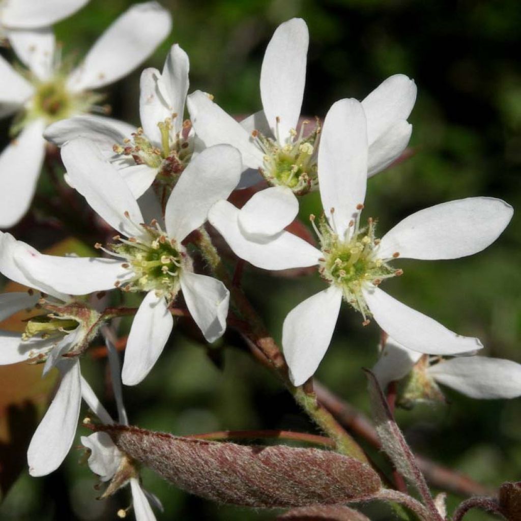 Amelanchier lamarckii - Amerikaans krentenboompje