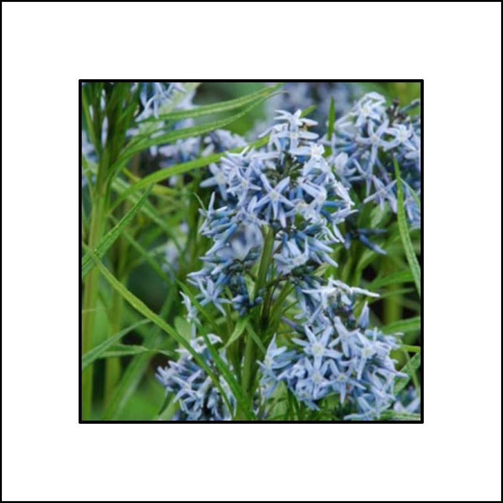 Amsonia Ernst Pagels - Blauwe ster