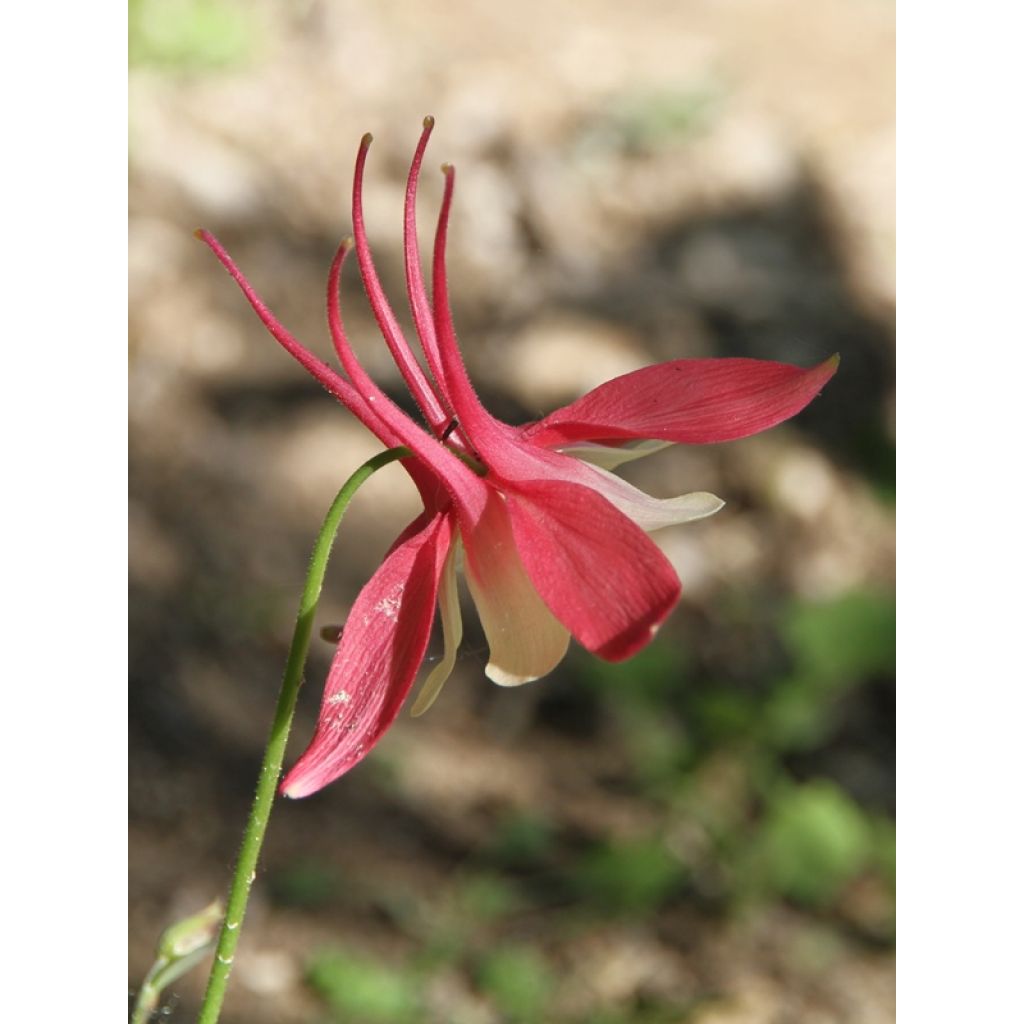 Akelei Crimson Star - Aquilegia vulgaris