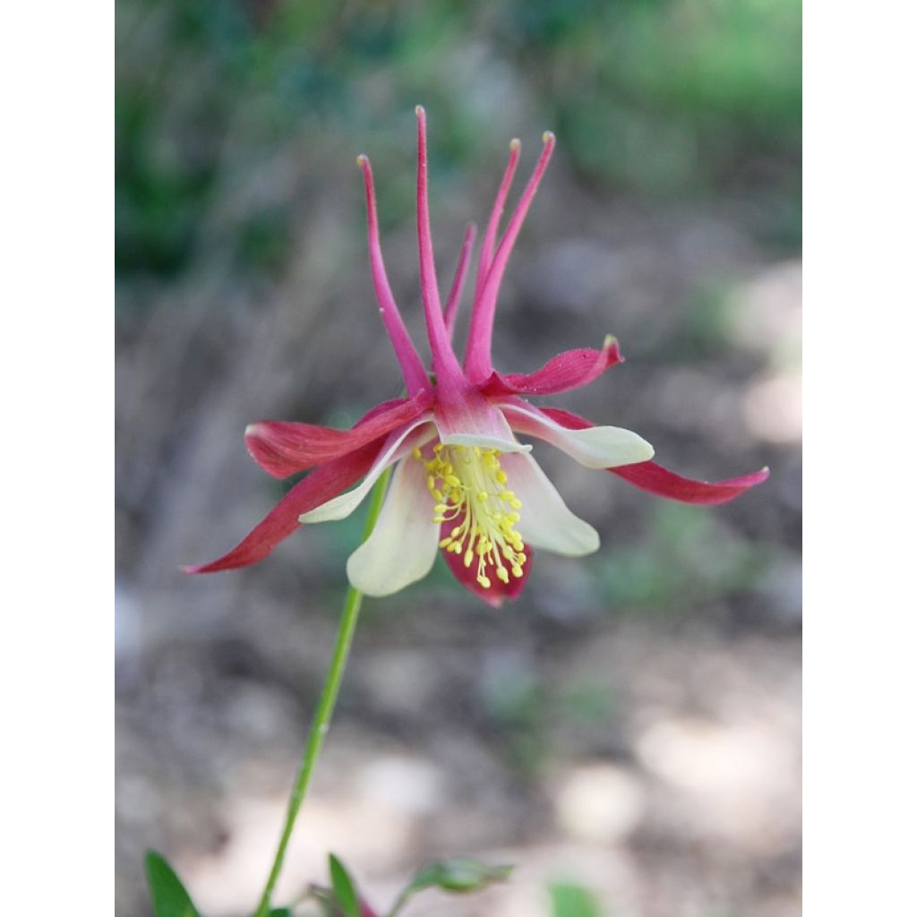Akelei Crimson Star - Aquilegia vulgaris