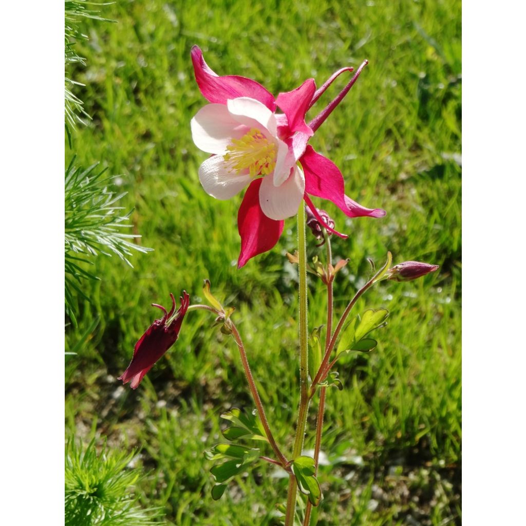 Akelei Mac Kana (zaad) - Aquilegia