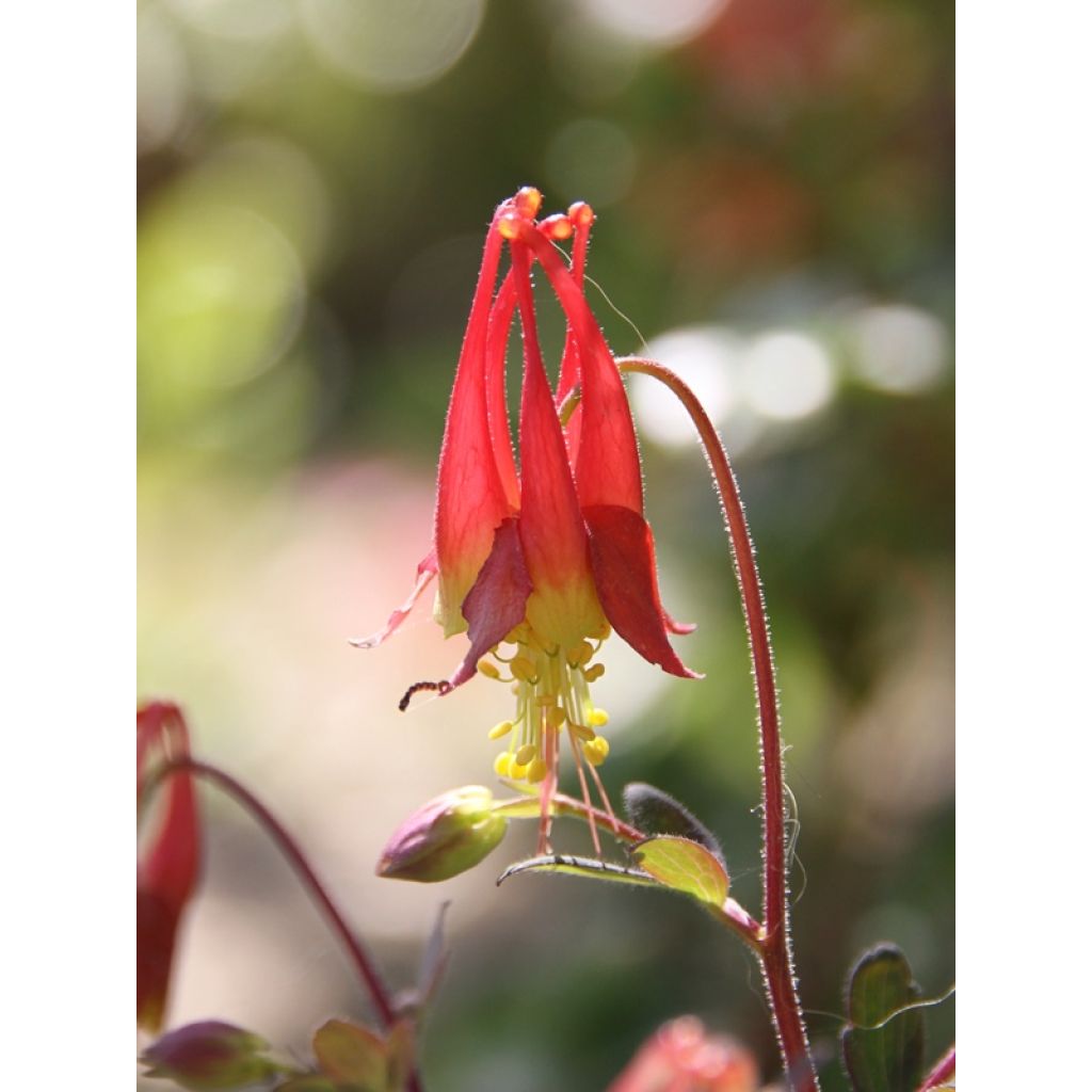 Canadese akelei Little Lanterns - Aquilegia canadensis