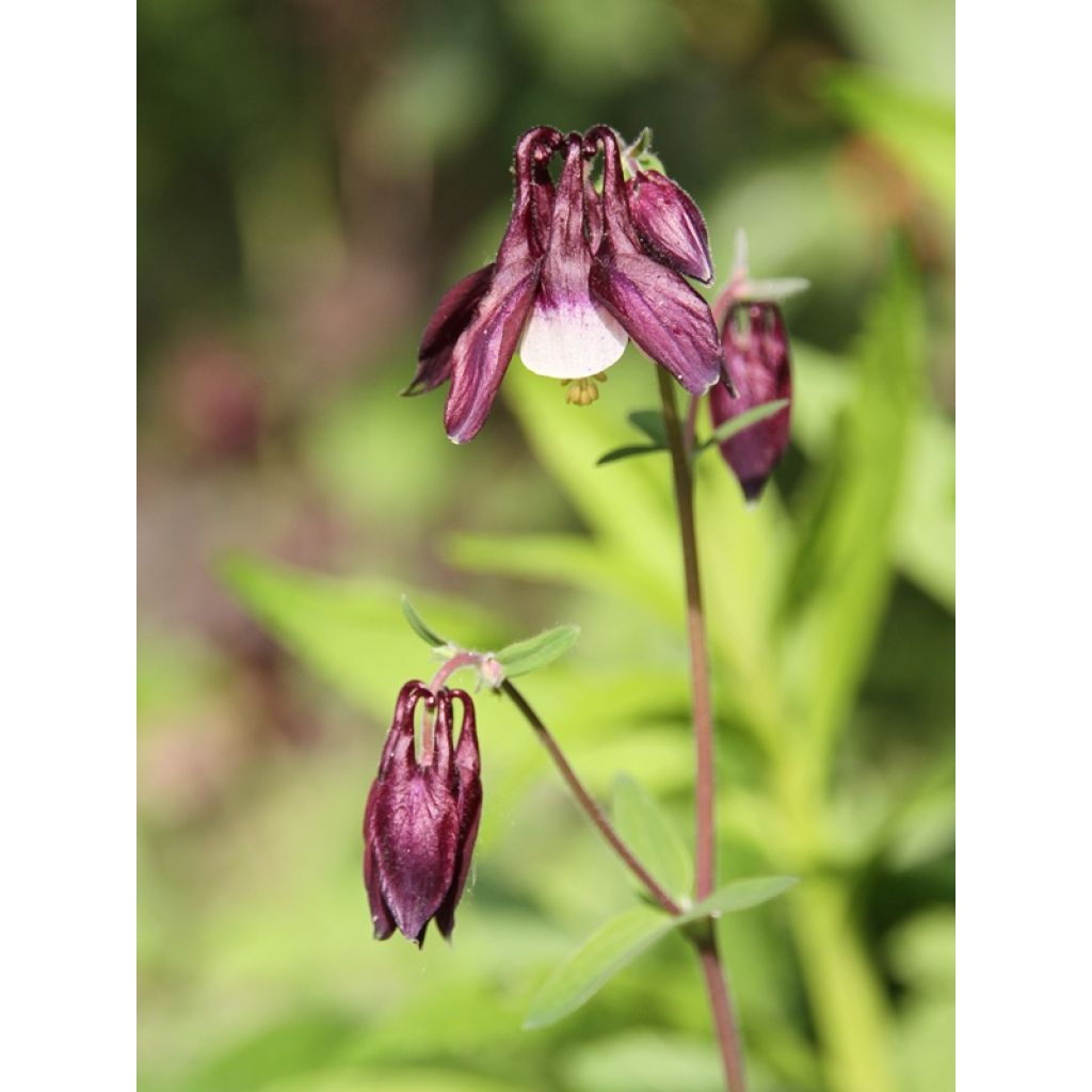 Akelei William Guiness - Aquilegia vulgaris