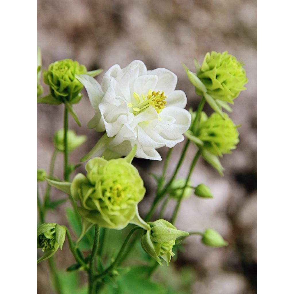 Akelei Winky White and White - Aquilegia vulgaris