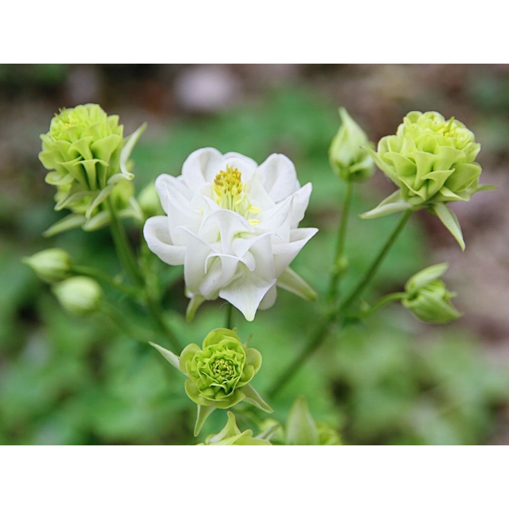 Akelei Winky White and White - Aquilegia vulgaris