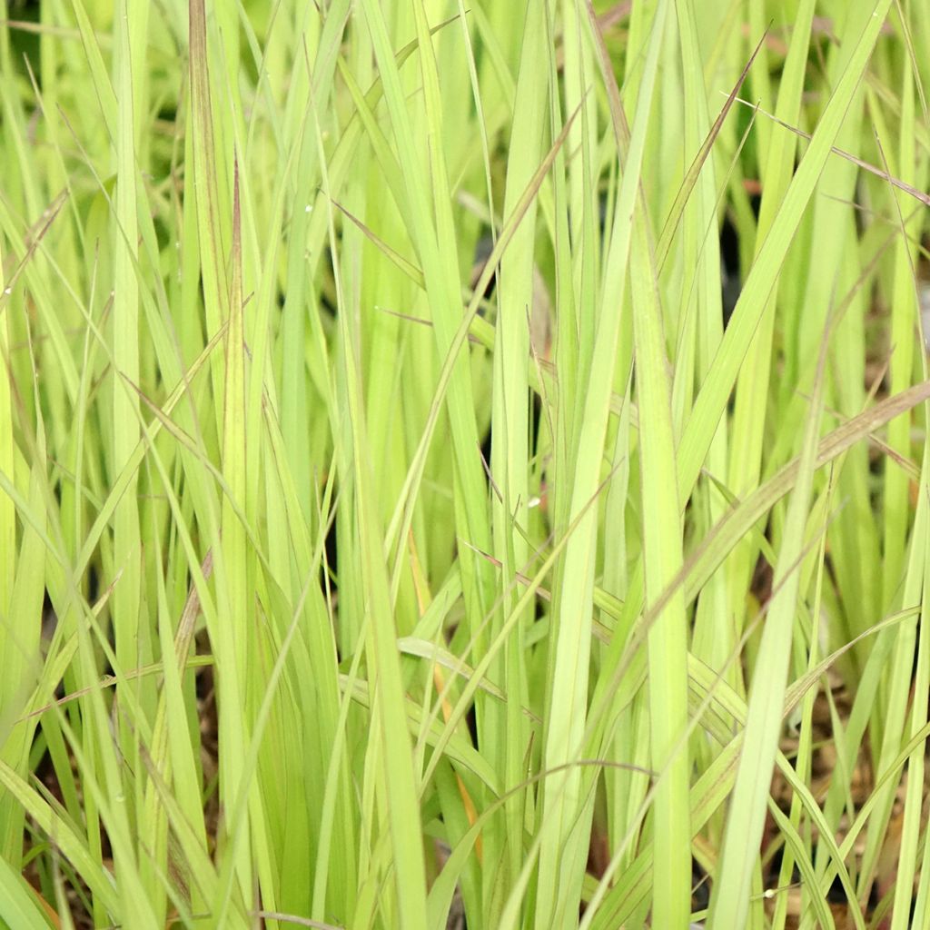 Andropogon gerardii Blackhawks - Baardgras