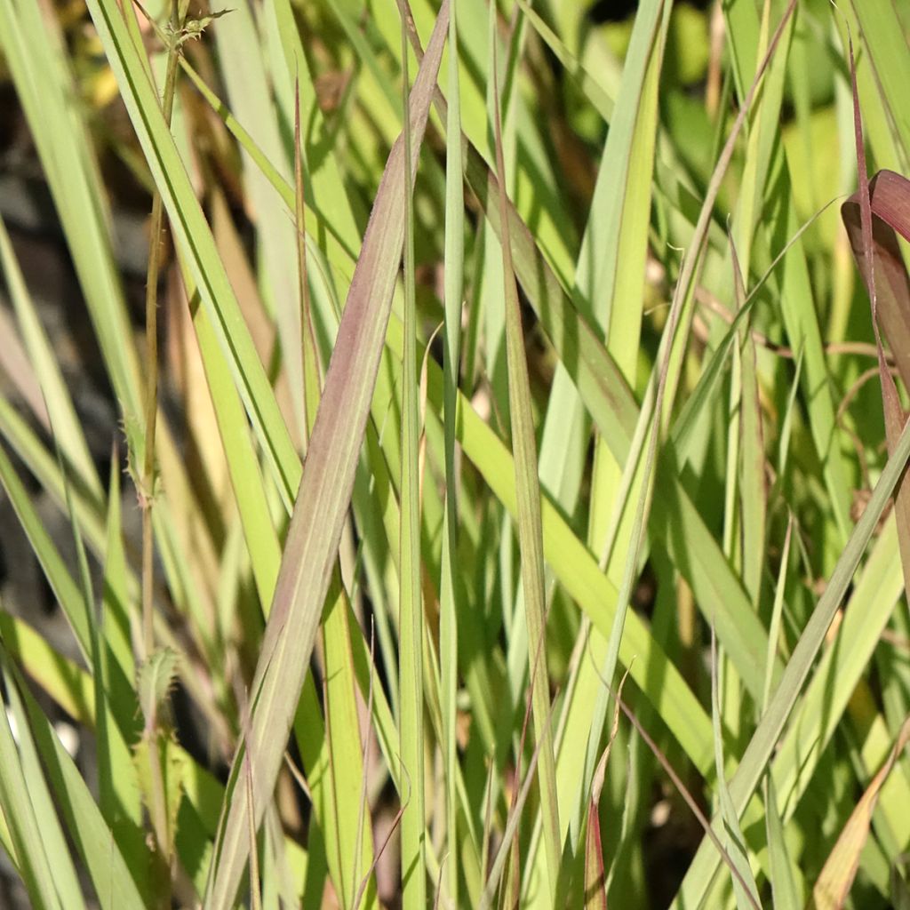 Andropogon gerardii Red October - Baardgras