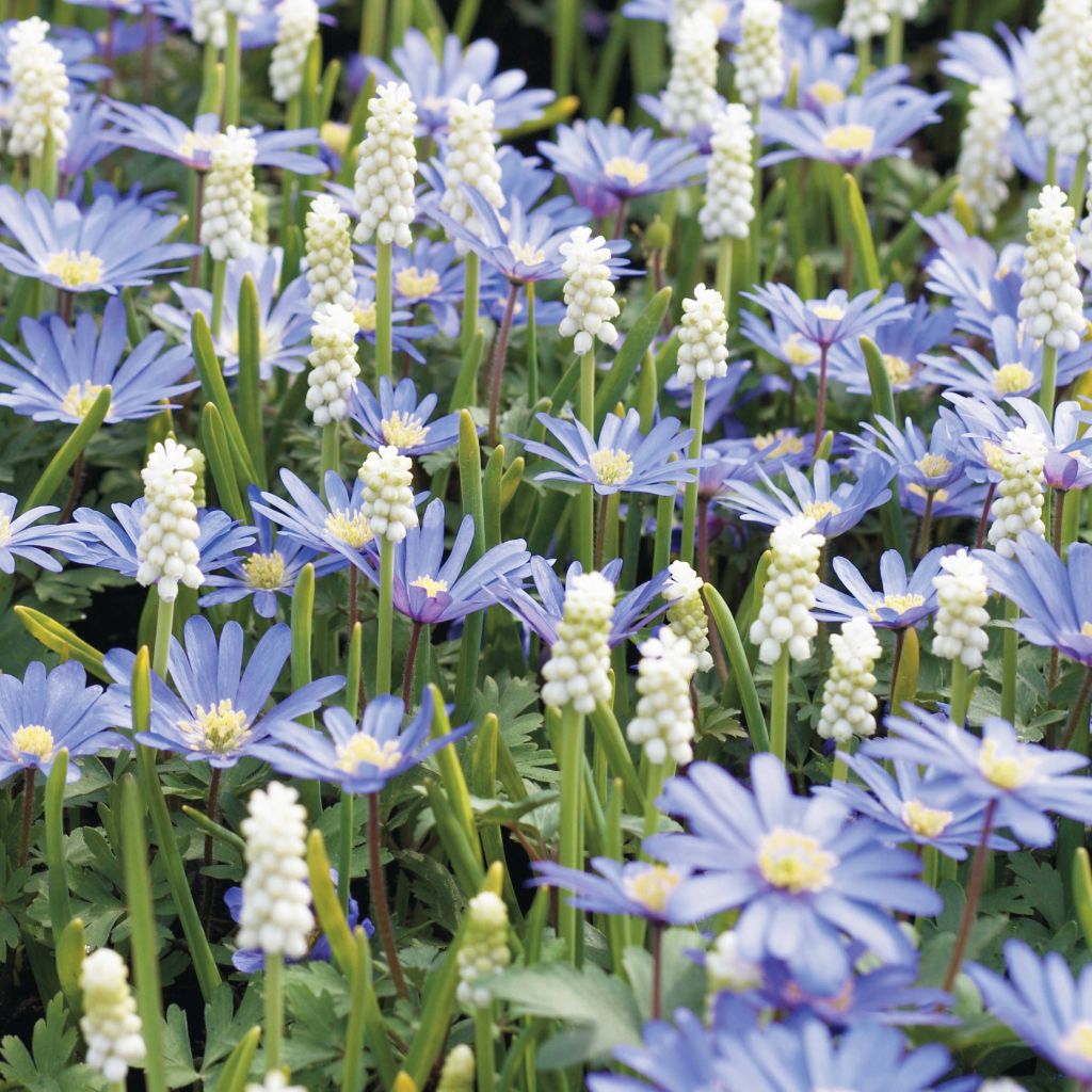 Anemone blanda Blue Shades - Oosterse anemoon