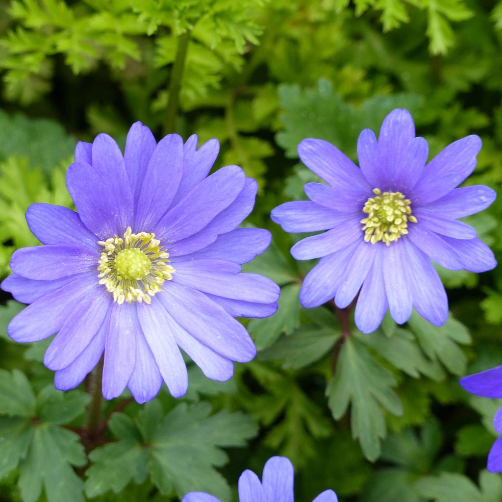 Anemone blanda Blue Shades - Oosterse anemoon