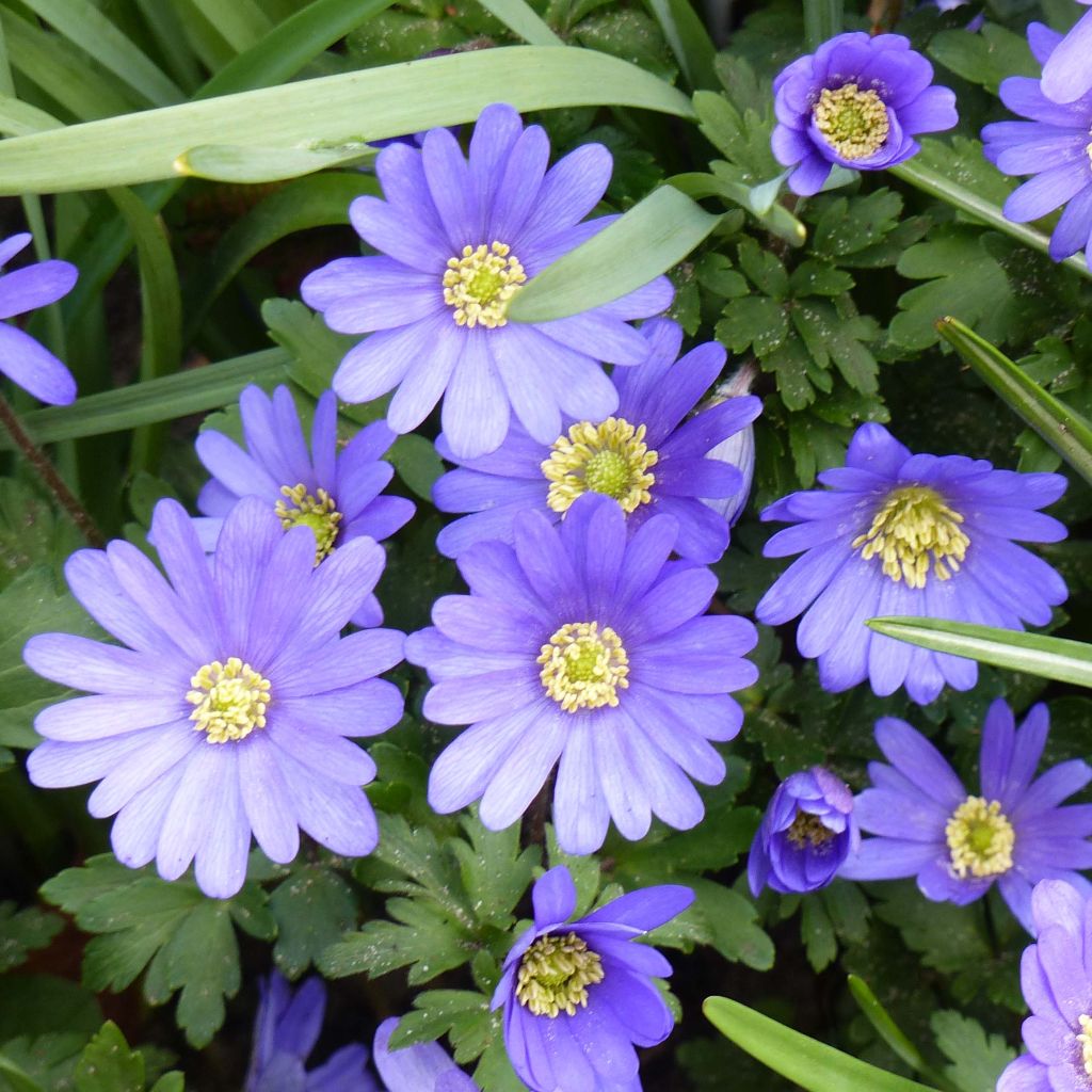 Anemone blanda Blue Shades - Oosterse anemoon