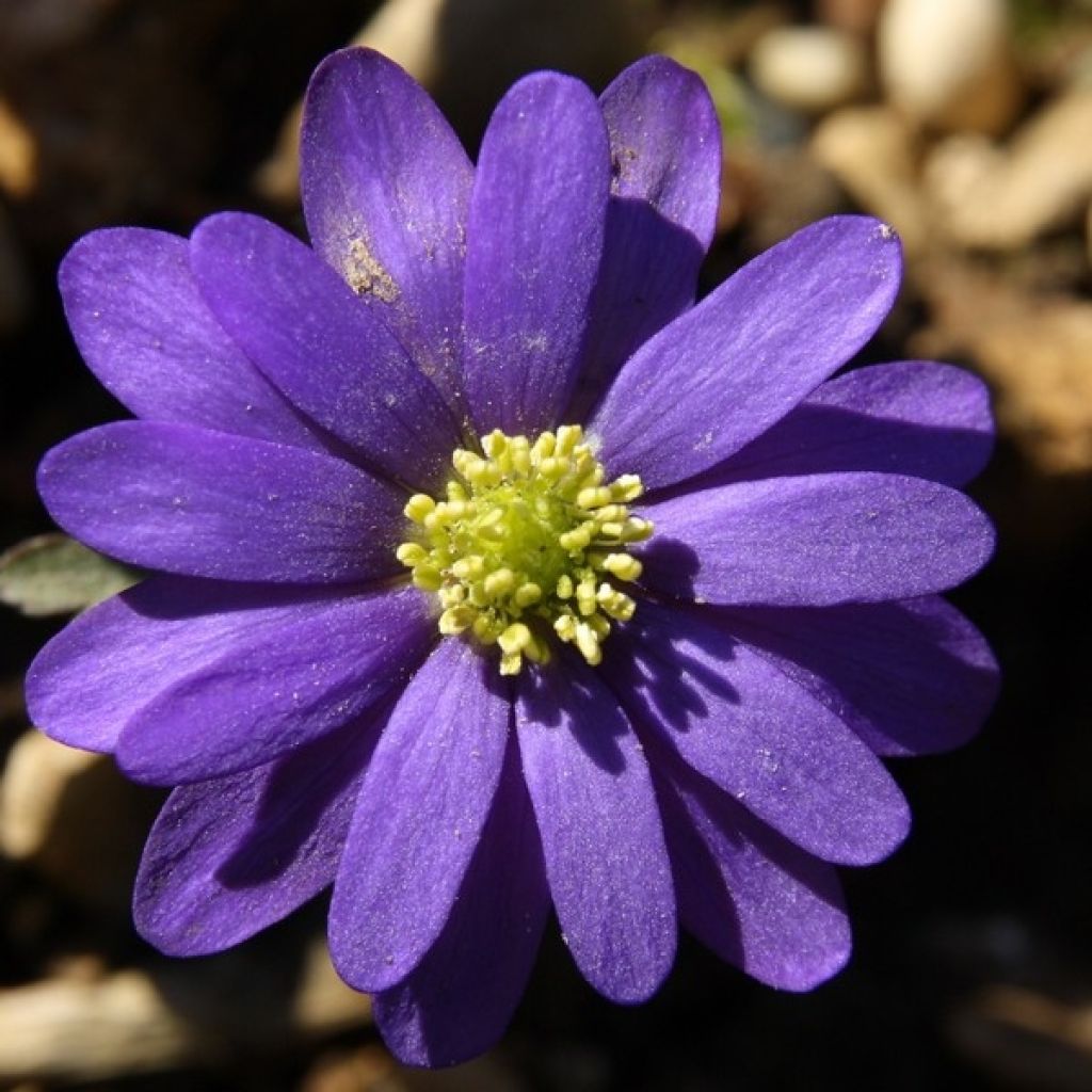Anemone blanda Blue Shades - Oosterse anemoon