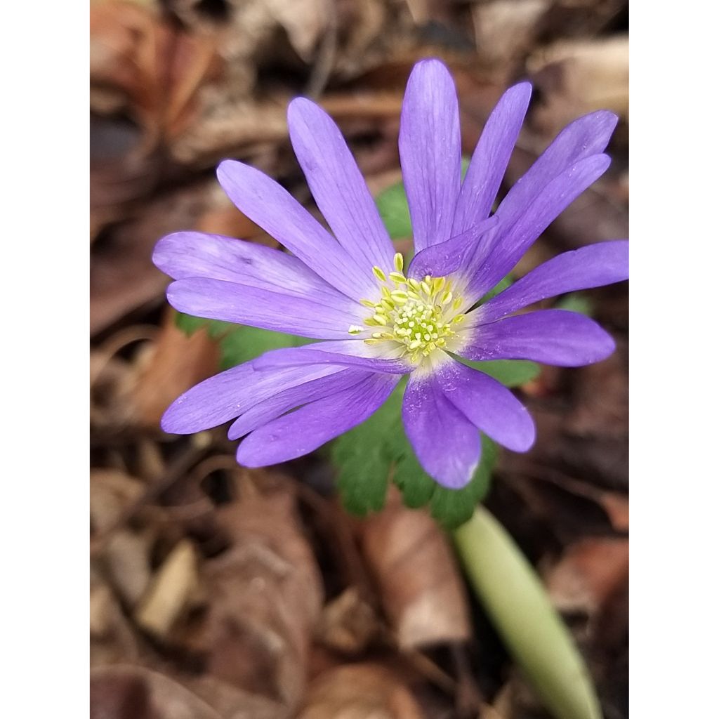 Anemone blanda Blue Shades - Oosterse anemoon