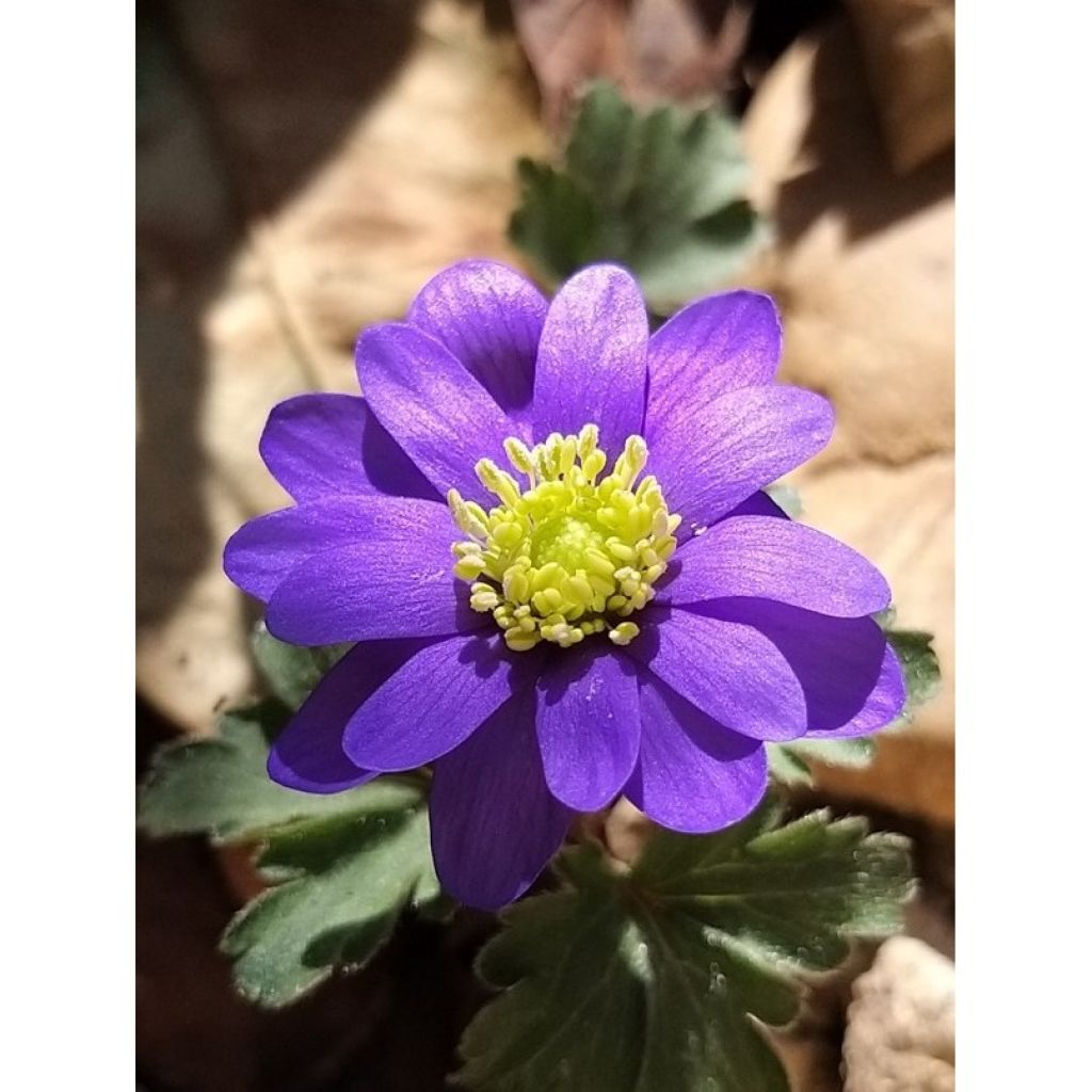 Anemone blanda Blue Shades - Oosterse anemoon