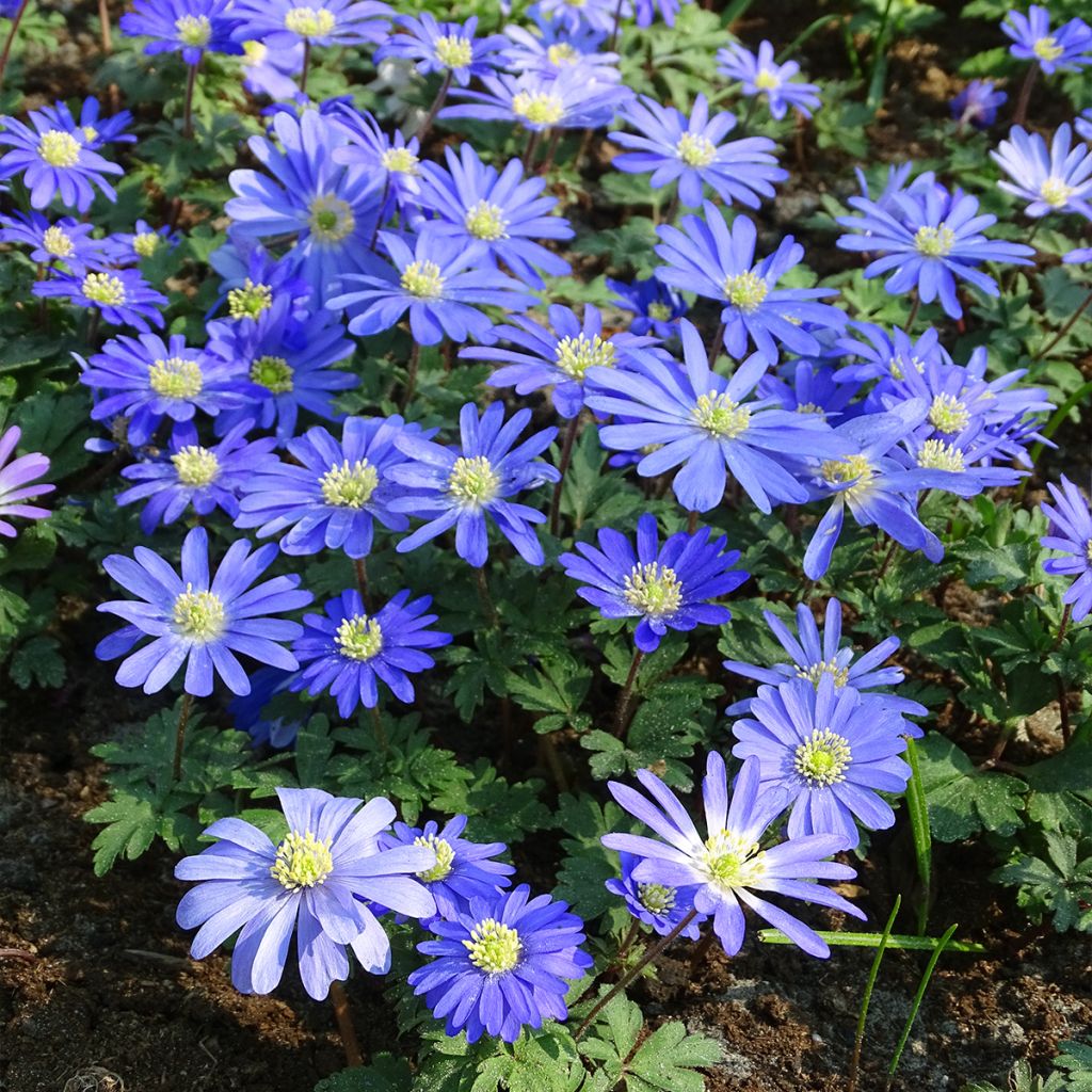 Anemone blanda Blue Shades - Oosterse anemoon
