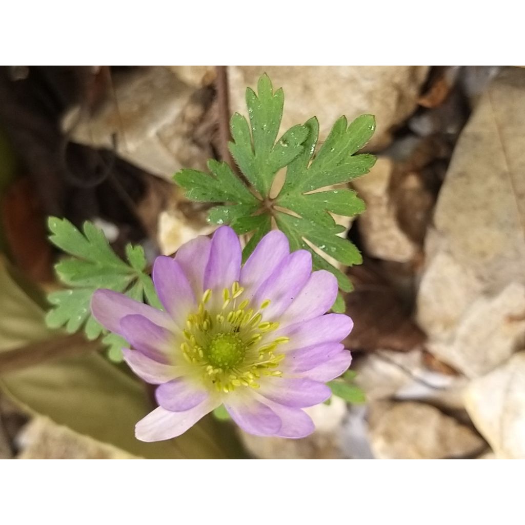Anemone blanda Charmer - Oosterse anemoon