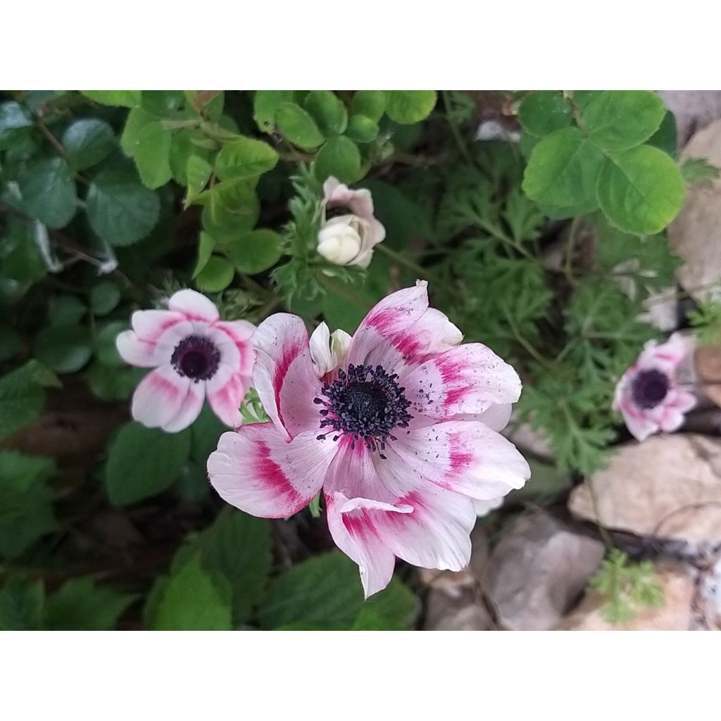 Anemone coronaria Bicolor - Klaproos-anemoon
