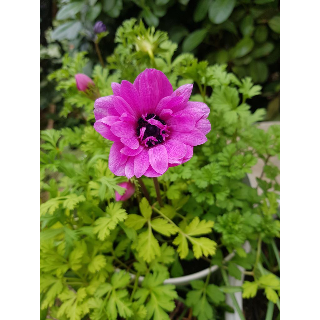 Anemone coronaria double Admiral - Klaproos-anemoon