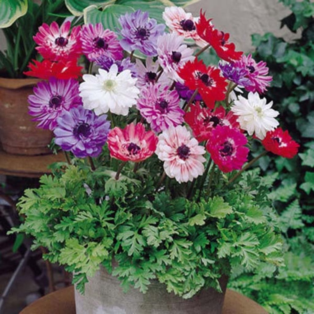Anemone coronaria St Brigid Mix - Klaproos-anemoon