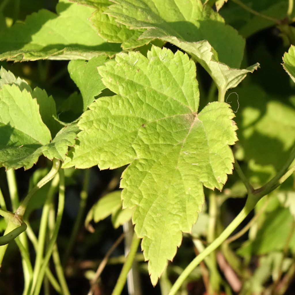 Anemone Fantasy Ariel - Herfstanemoon