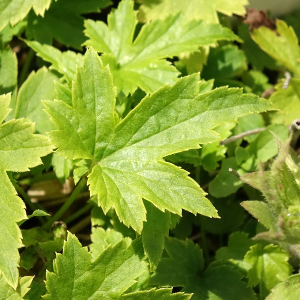 Anemone hupehensis Pretty Lady Maria - Herfstanemoon