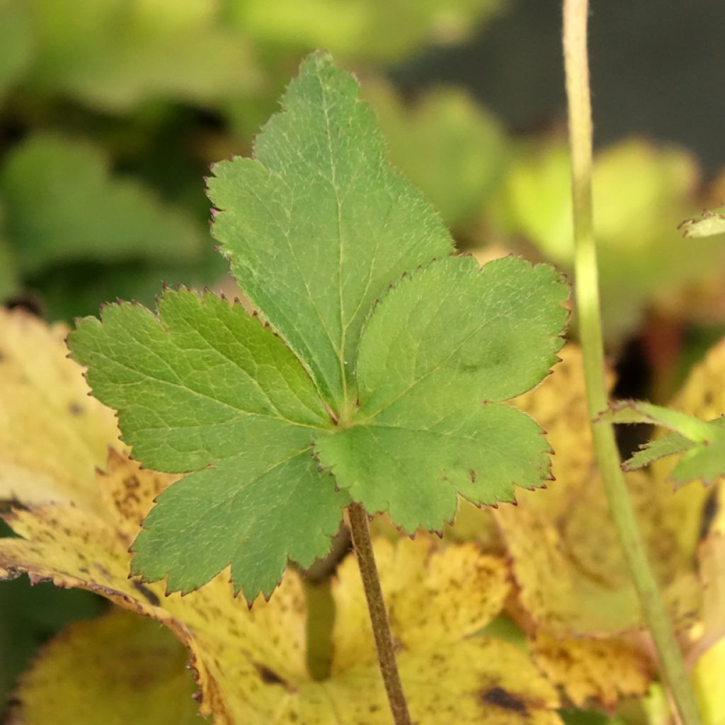 Anemone Regal Swan - Herfstanemoon