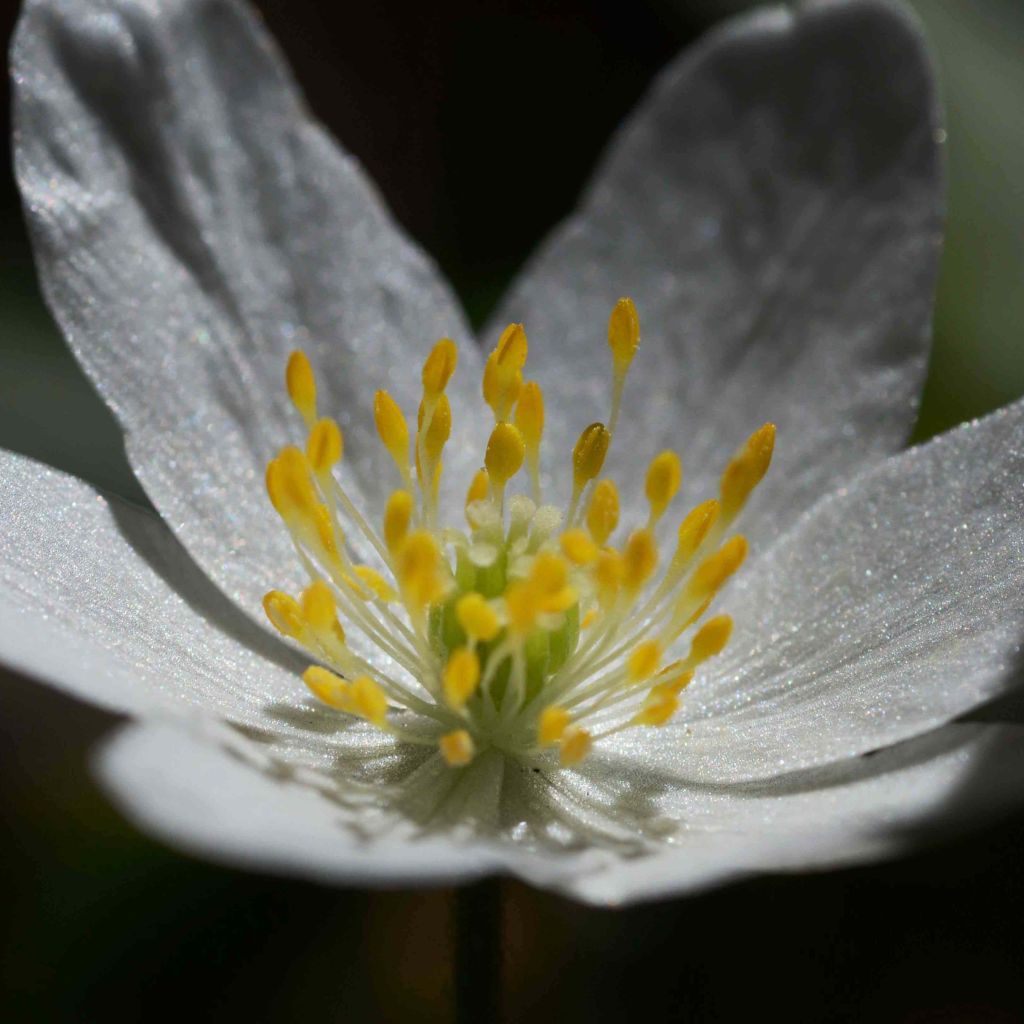 Anemone nemorosa -  Witte bosanemoon