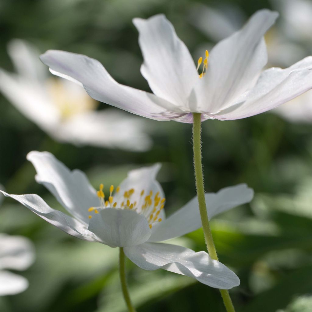 Anemone nemorosa -  Witte bosanemoon