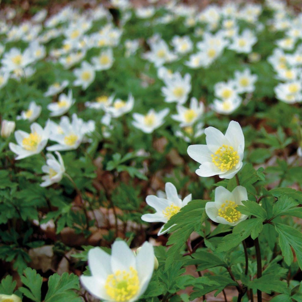 Anemone nemorosa -  Witte bosanemoon