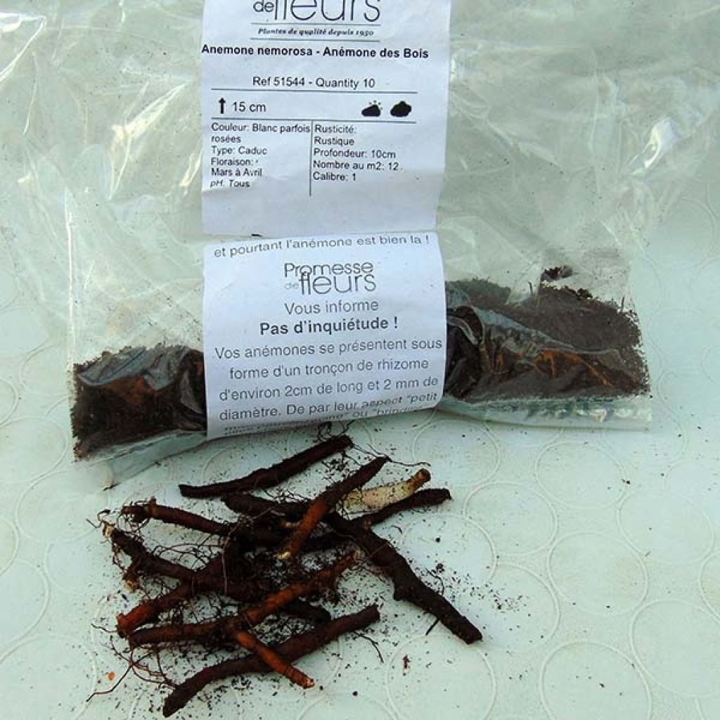 Anemone nemorosa -  Witte bosanemoon