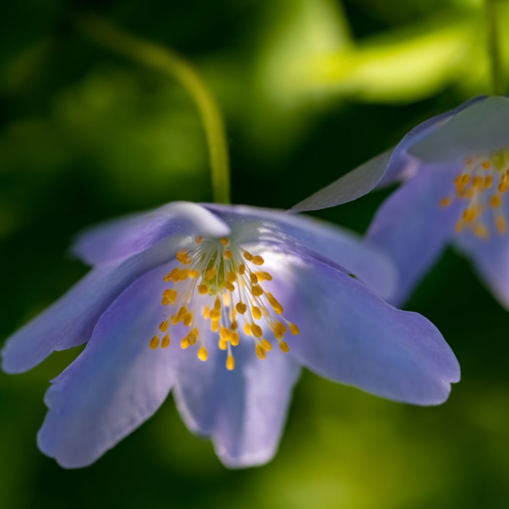 Anemone nemorosa Royal Blue - Blauwe bosanemoon