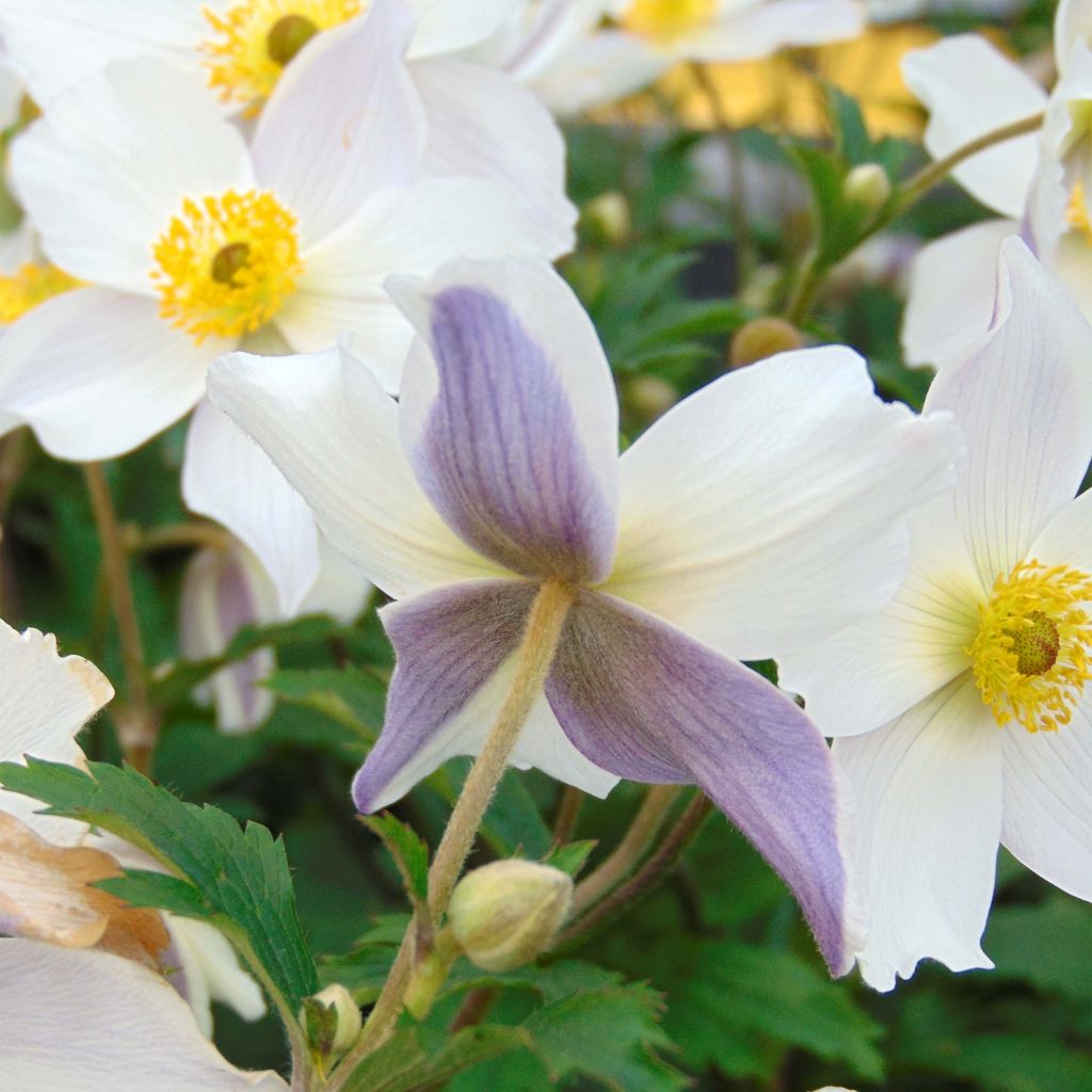 Anemone Wild Swan - Herfstanemoon