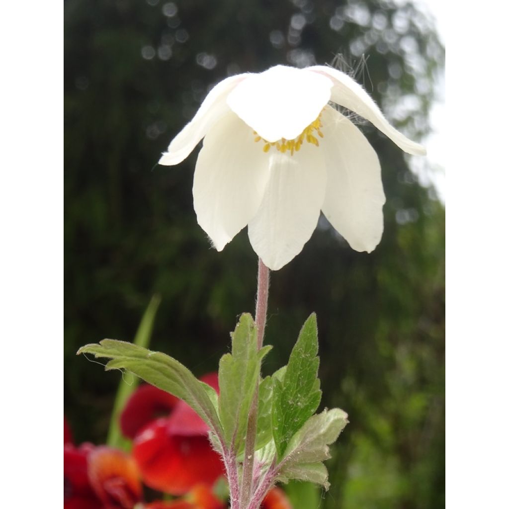 Anemone sylvestris - Grote anemoon