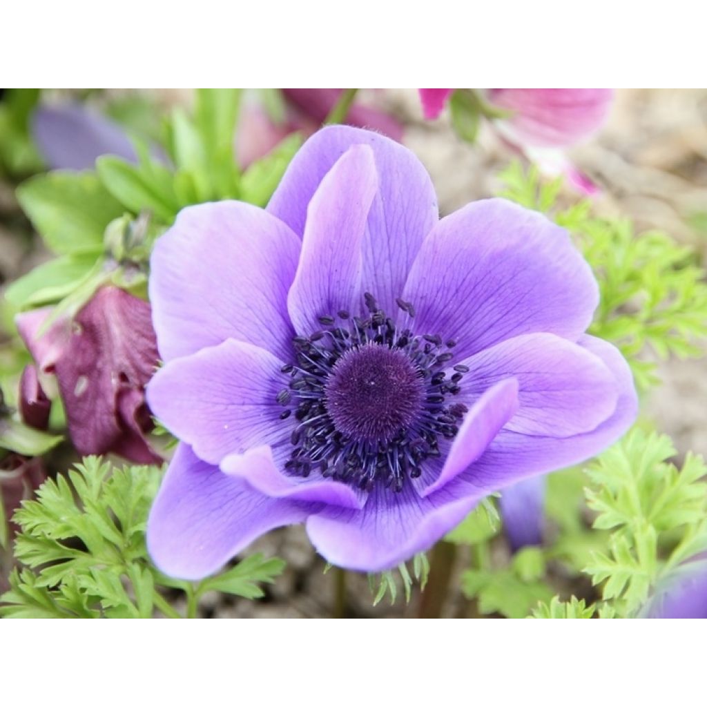 Anemone coronaria Mr Fokker - Klaproos-anemoon