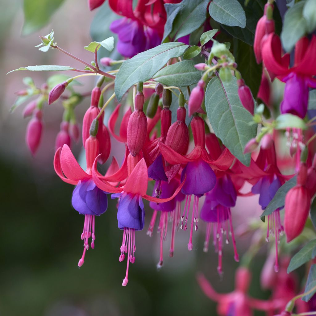 Fuchsia Angela - Bellenplant