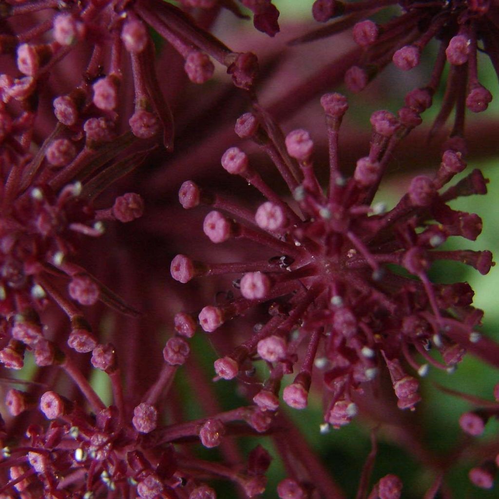 Angelica gigas - Rode engelwortel