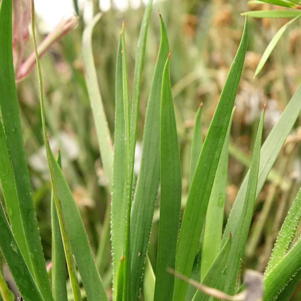Anigozanthos Bush Pearl - Kangoeroepoot