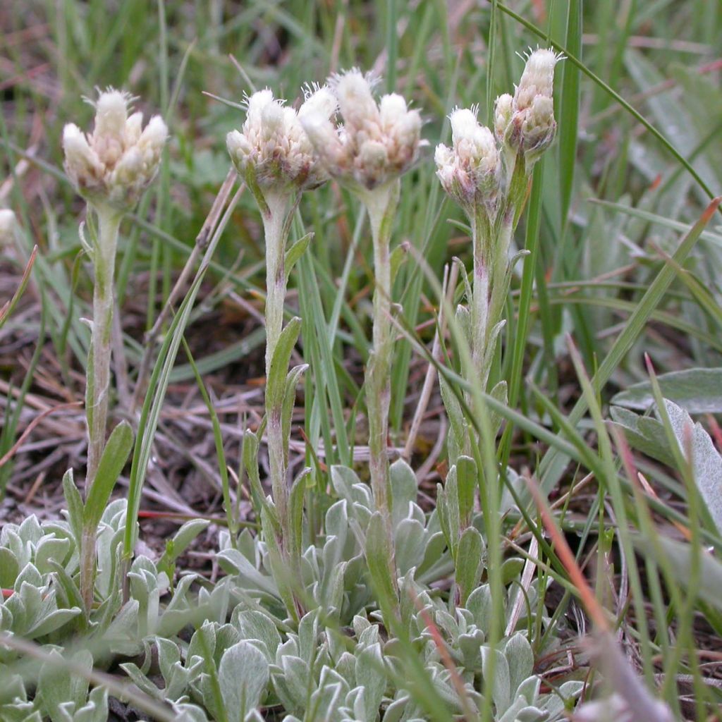 Antennaria plantaginifolia - Rozenkransje