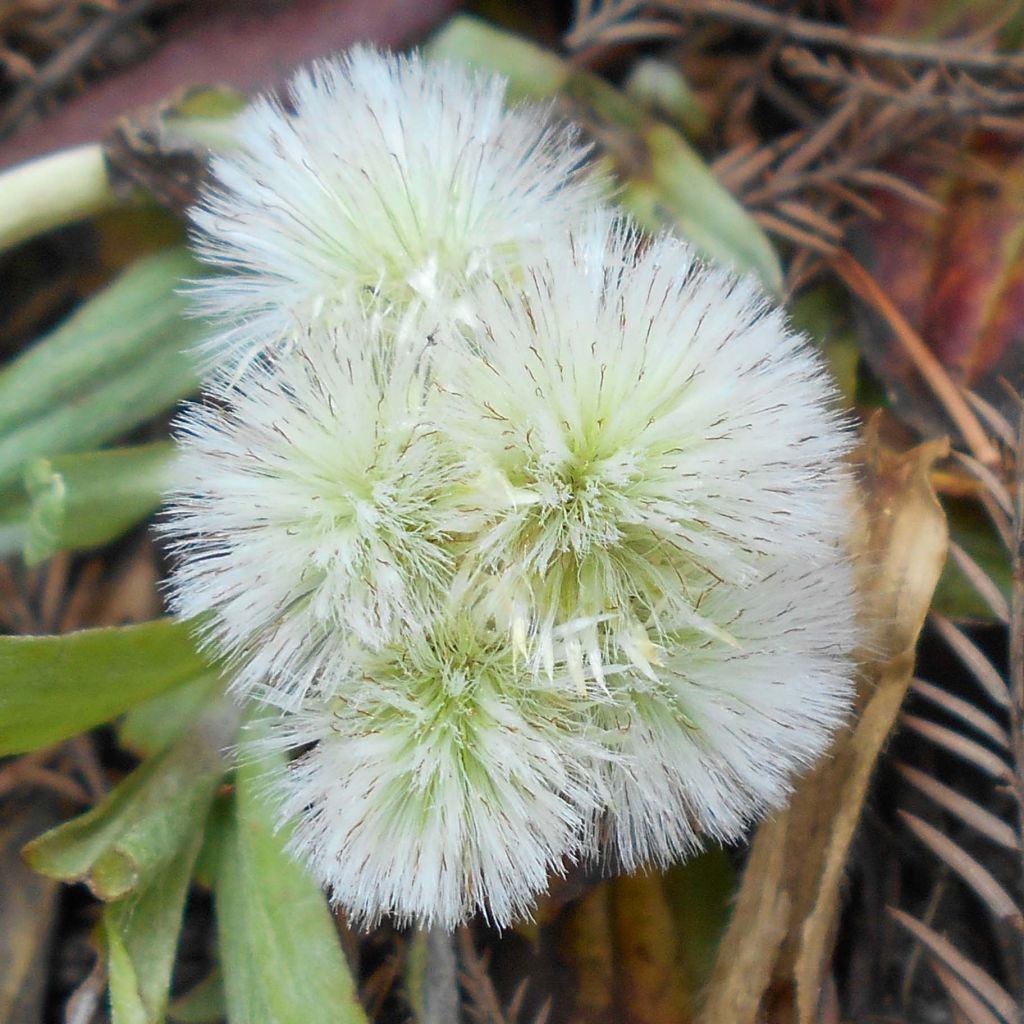 Antennaria plantaginifolia - Rozenkransje