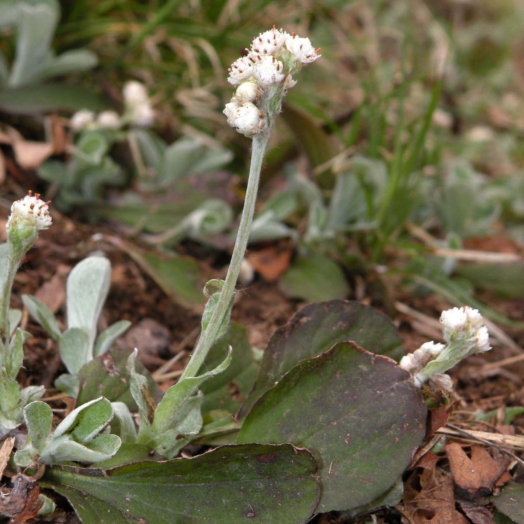 Antennaria plantaginifolia - Rozenkransje