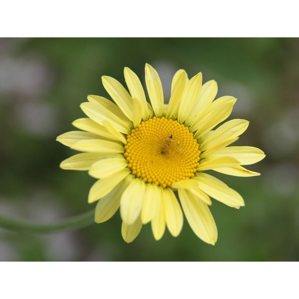 Anthemis tinctoria E.C. Buxton - Gele kamille