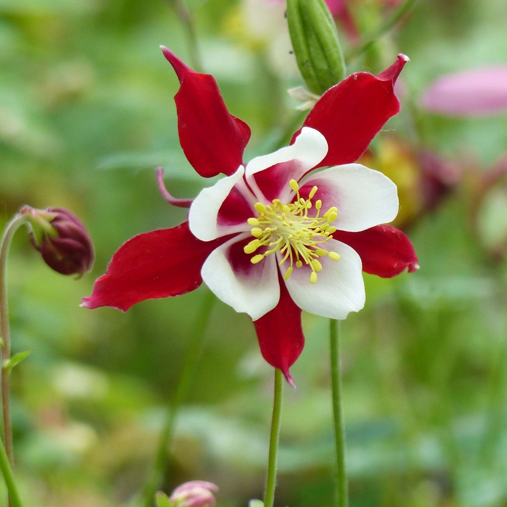 Akelei Crimson Star - Aquilegia vulgaris