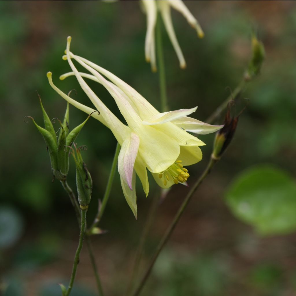 Gele akelei Yellow Queen - Aquilegia chrysantha
